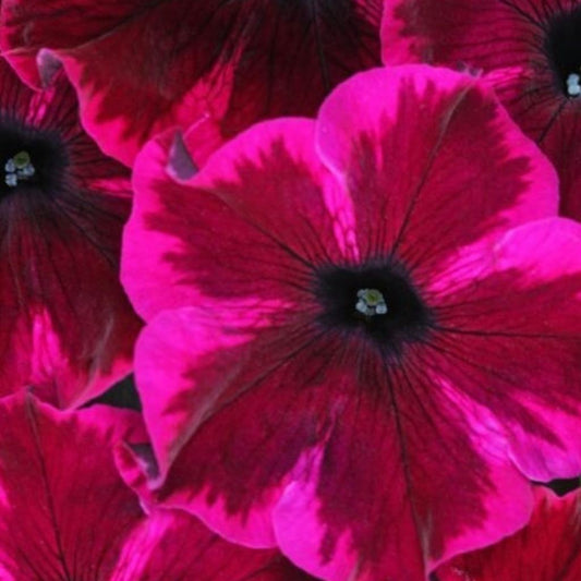 Crazytunia 'Cosmic Purple' – Basket & Bedding Plant