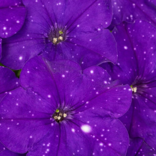 Constellation 'Virgo' – Basket & Bedding Plant