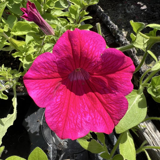 Petunia Surfinia 'Giant Purple' – Basket & Bedding Plant