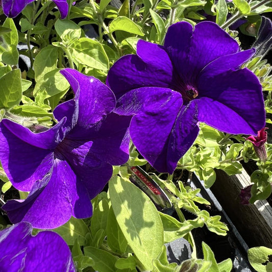 Petunia Surfinia 'Blue’– Basket & Bedding Plant