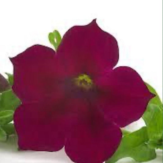 Petunia Surfinia 'Burgundy’– Basket & Bedding Plant