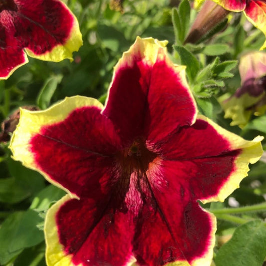 Petunia Surfinia 'Burgundy Yellow Picotee’– Basket & Bedding Plant