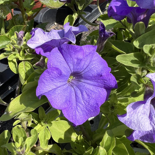 Petunia Surfinia 'Heavenly Blue’– Basket & Bedding Plant