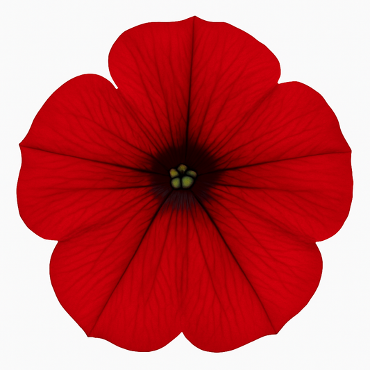Petunia Surfinia 'Deep Red’– Basket & Bedding Plant