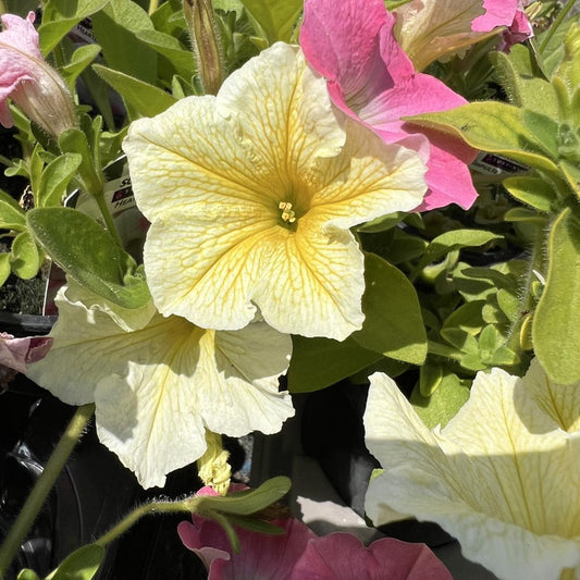 Petunia Surfinia 'Yellow’– Basket & Bedding Plant