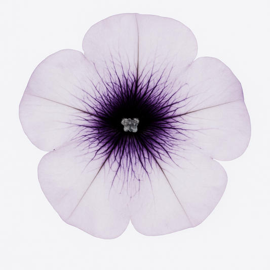 Petunia Surfinia ‘Blue Vein’– Basket & Bedding Plant