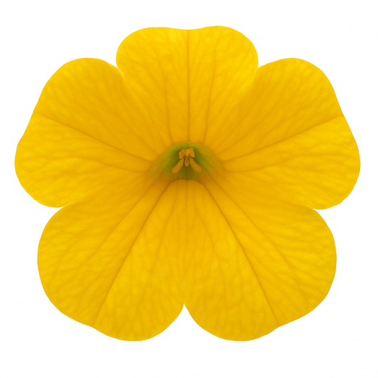Calibrachoa Trailing Yellow - Basket & Bedding Plant