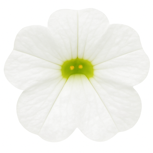 Calibrachoa Trailing White - Basket & Bedding Plant