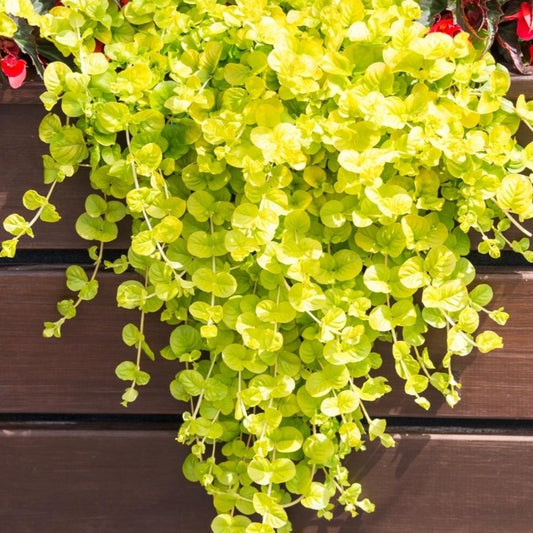 Lysimachia ‘Goldilocks’ – Creeping Jenny (Golden)