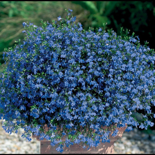 Lobelia ‘Blue Star’ – Trailing Lobelia (Blue)