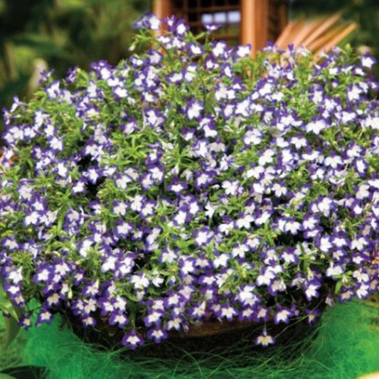 Lobelia ‘Superstar’ – Trailing Lobelia (Blue Mix)