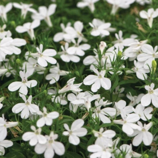 Lobelia ‘White Star’ – Trailing Lobelia (Pure White)