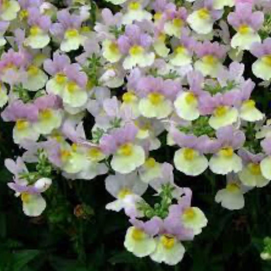 Nemesia Aroma ‘Easter Bonnet’ – Fragrant Nemesia (Pastel Mix)