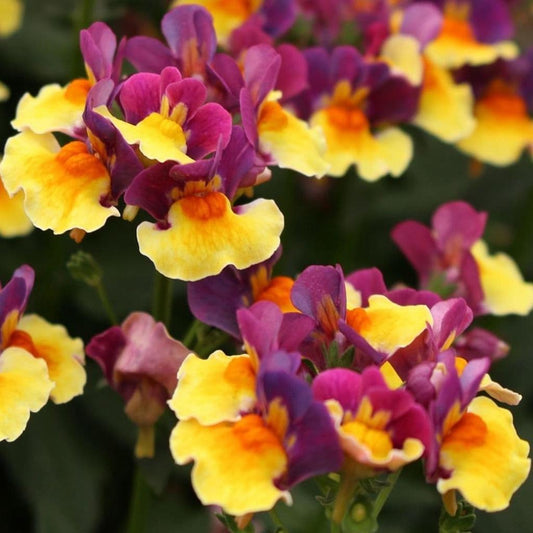 Nemesia Aroma ‘Rhubarb & Custard’ – Fragrant Nemesia