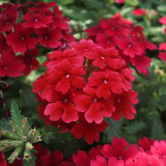 Verbena ‘Trailing Dark Red’ – Cascading Verbena (Deep Red)