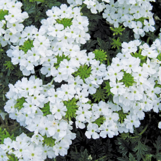 Verbena ‘Trailing White’ – Cascading Verbena (Pure White)
