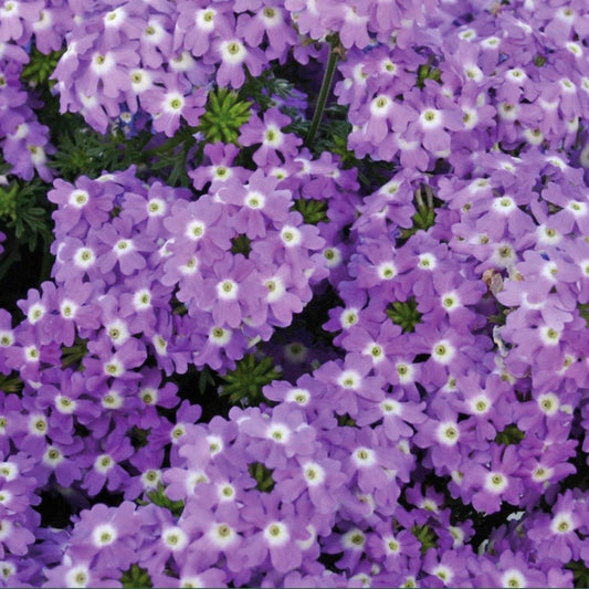 Verbena ‘Vera Lavender’ – Compact Verbena (Soft Lavender Purple)