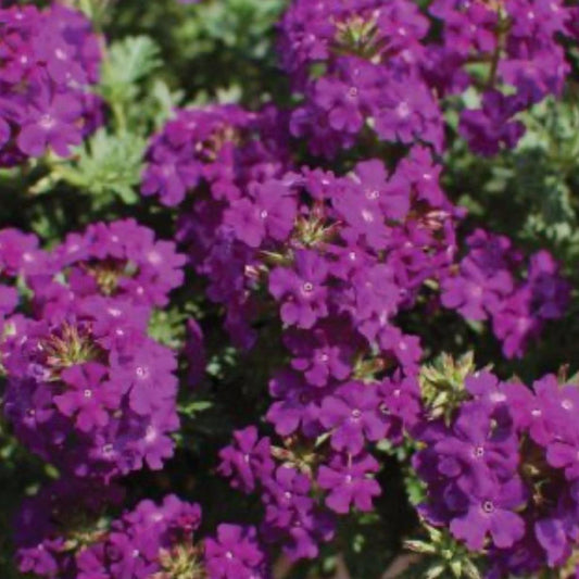 Verbena ‘Tapien Violet’ – Spreading Verbena (Rich Violet Purple)