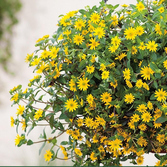 Sanvitalia ‘Solaris Trailing Gold’ – Creeping Zinnia (Bright Yellow)