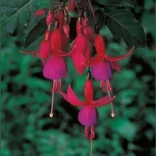 Fuchsia ‘Beacon’ (Hardy Upright)