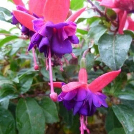 Fuchsia ‘Dollar Princess’ (Hardy Upright)