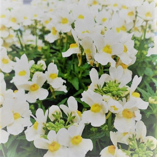 Nemesia ‘White’ – Fragrant Nemesia (Pure White)